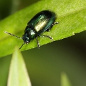 Macro chalet aout 09 - 004